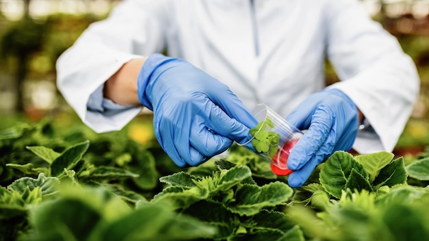 Genome Editing in Agriculture: Revolutionizing Plant Breeding for a Sustainable Food Supply